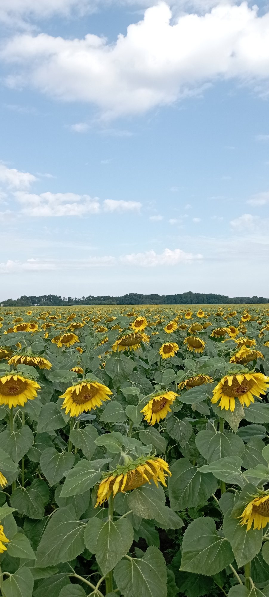 Sunflower field in bloom, bees included