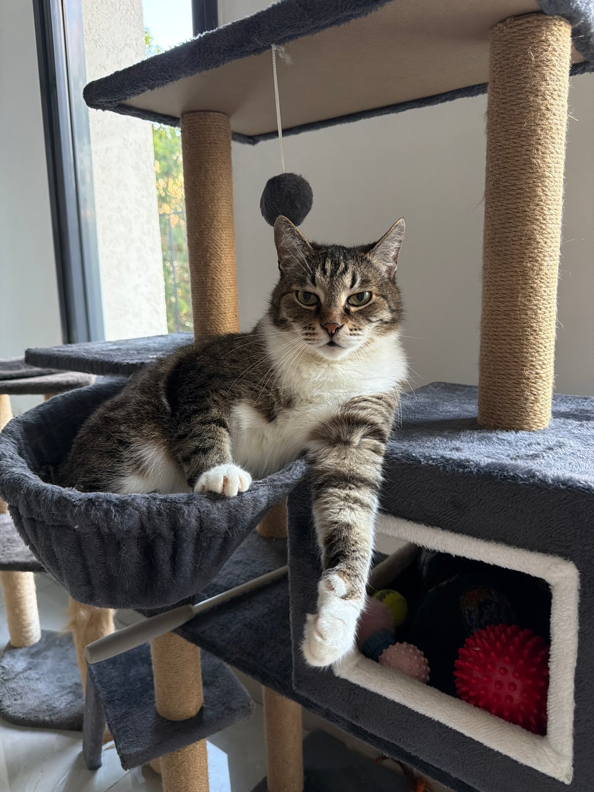 Tabby cat lounging on a cat tree bed in Bat Yam