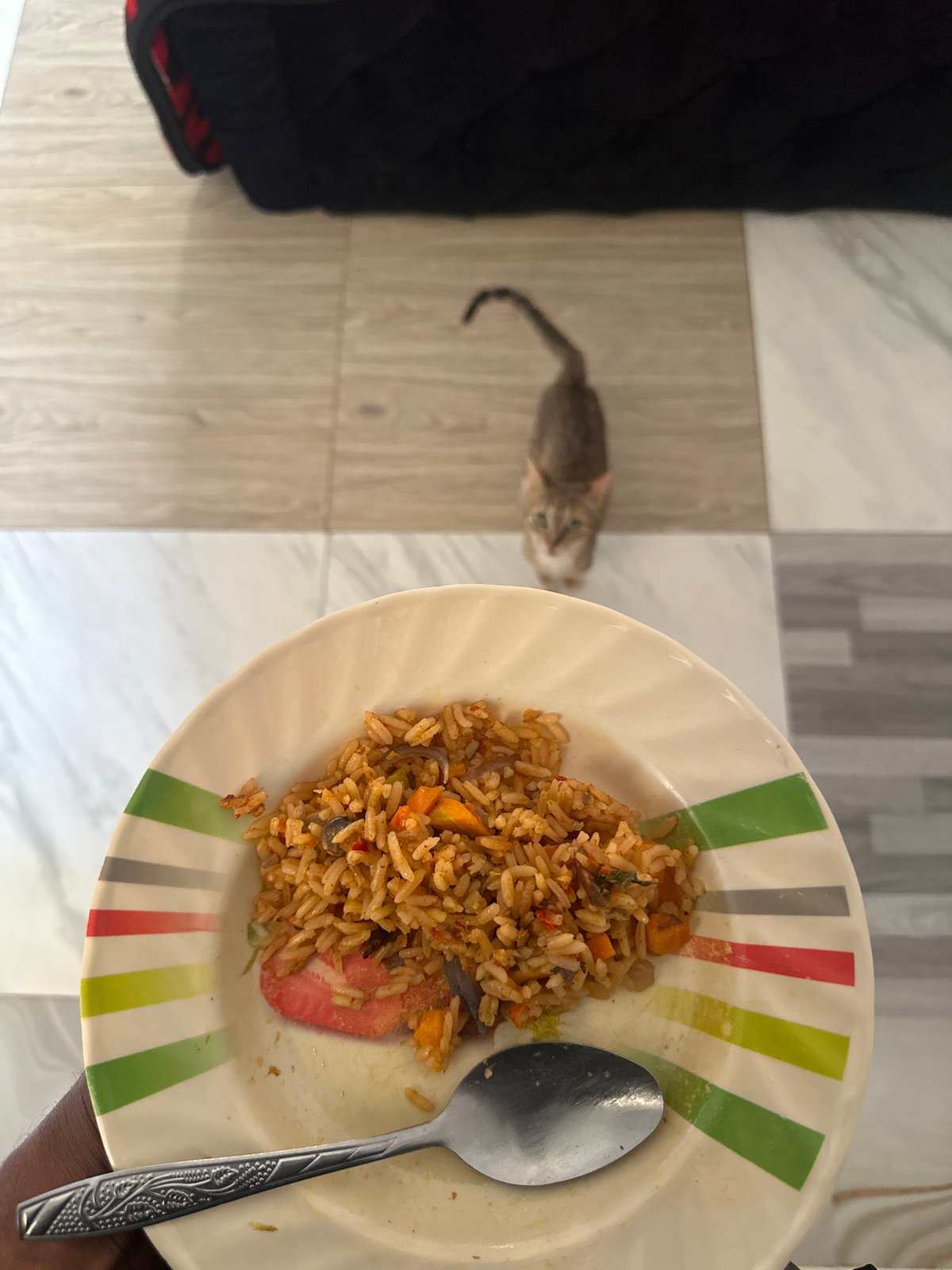 Kitten feeds near fried rice plate in Jos, Nigeria