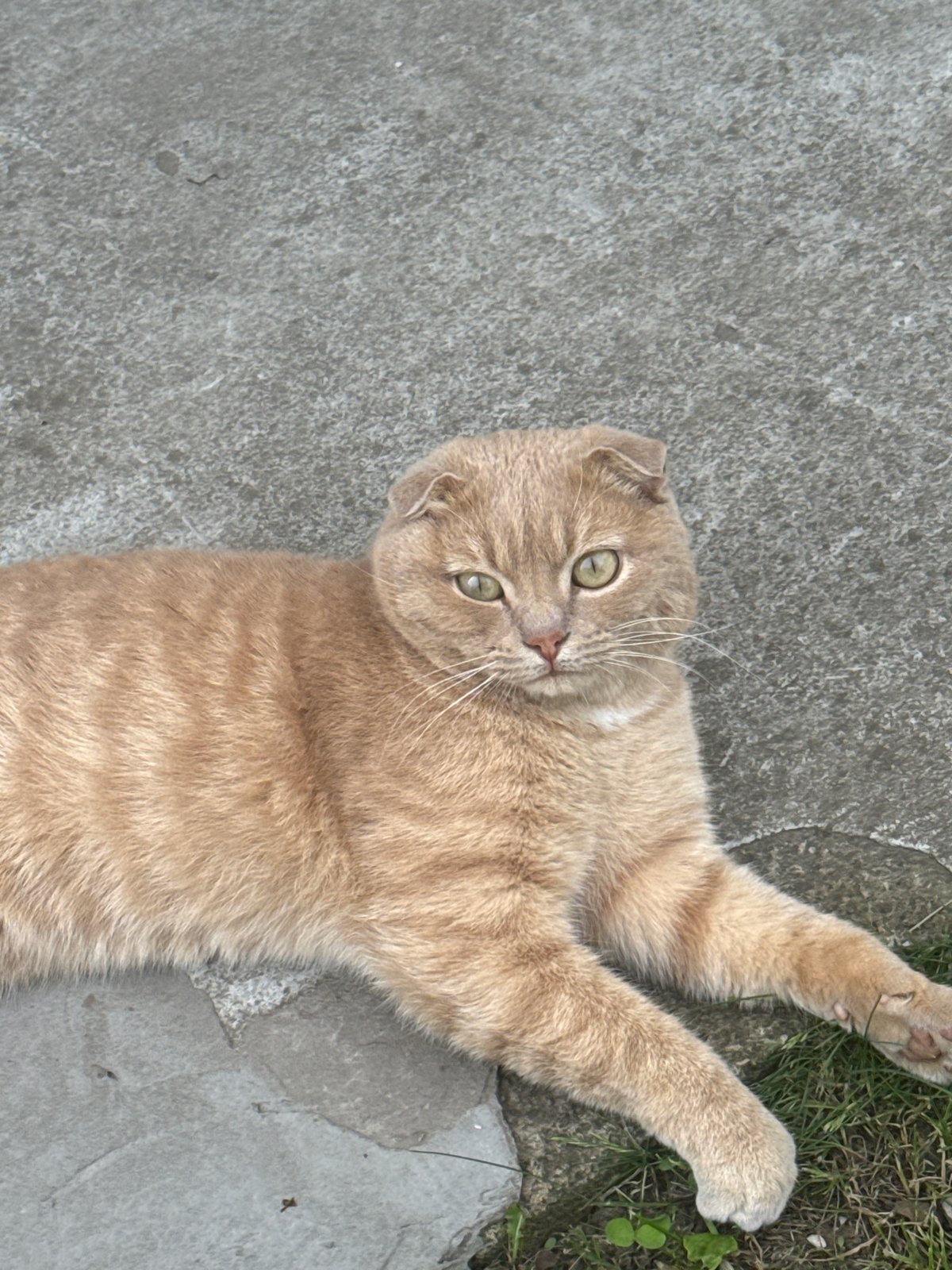 Garden morning with Scottish Fold cat in Kazan