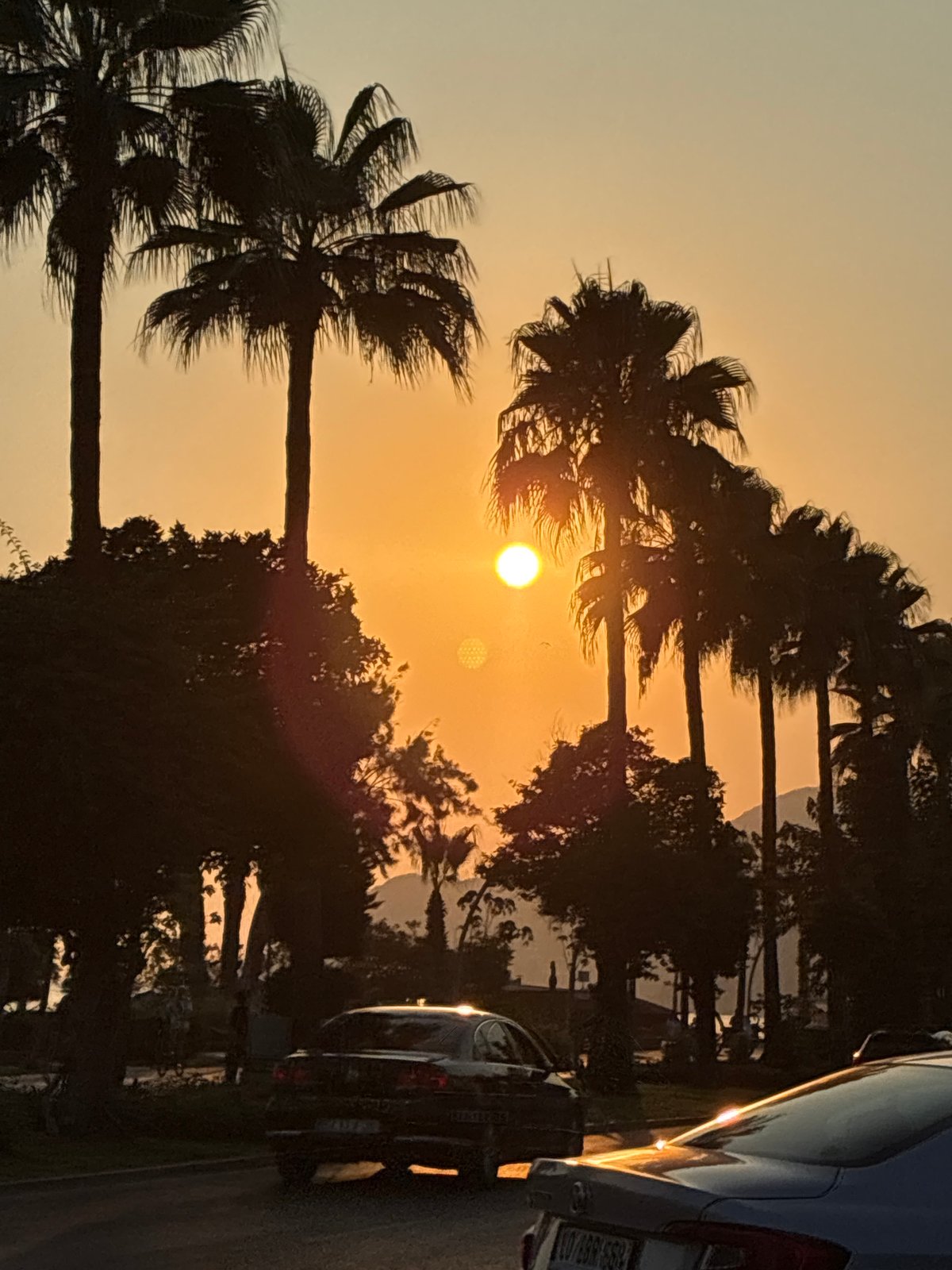 Sunset and street cats at a palm-lined Alanya park