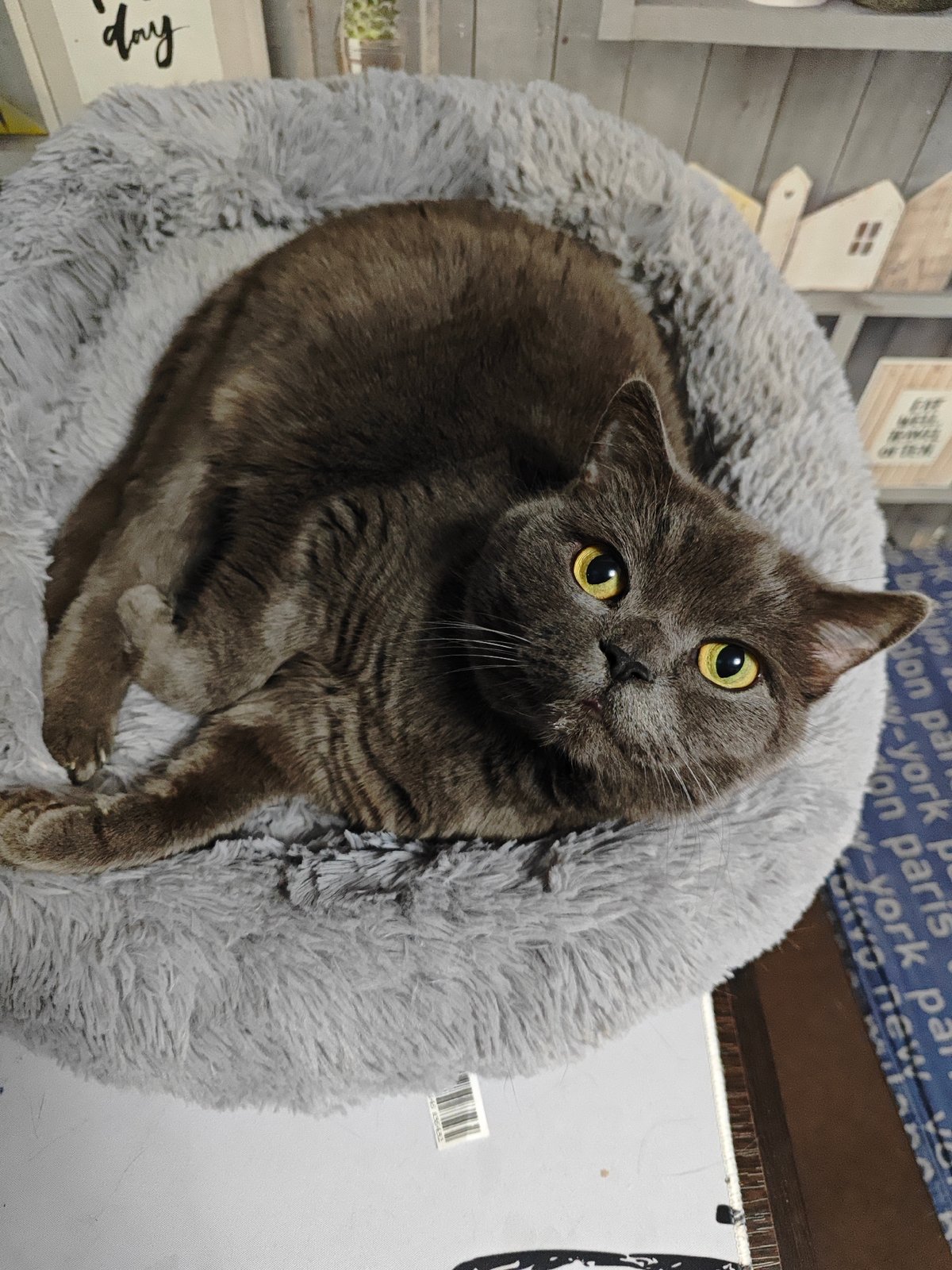 Cats, crafts, and kitchen gear from a home in Polyarny