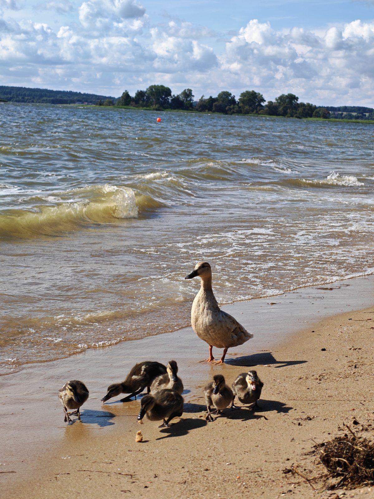 Windy afternoon at a Minsk-area lake beach with ducks and empty chairs