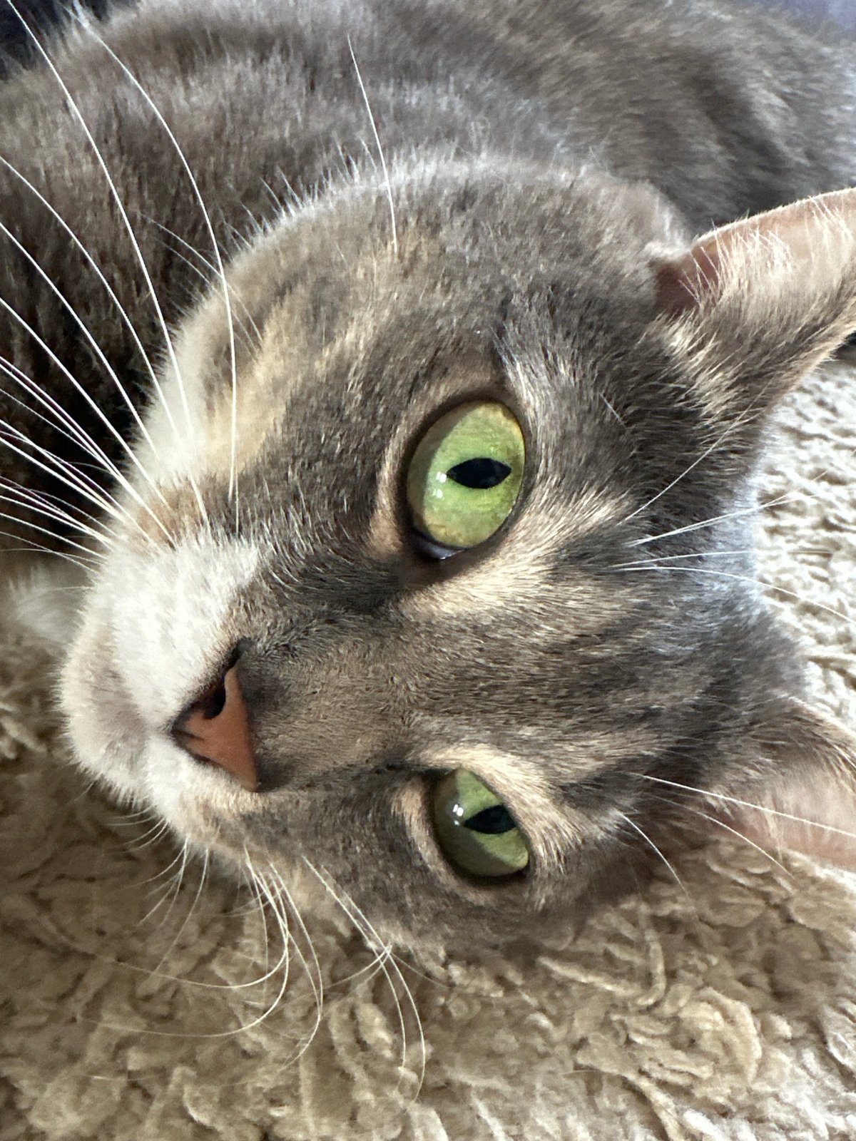 Gray tabby cat resting on carpet, green eyes open
