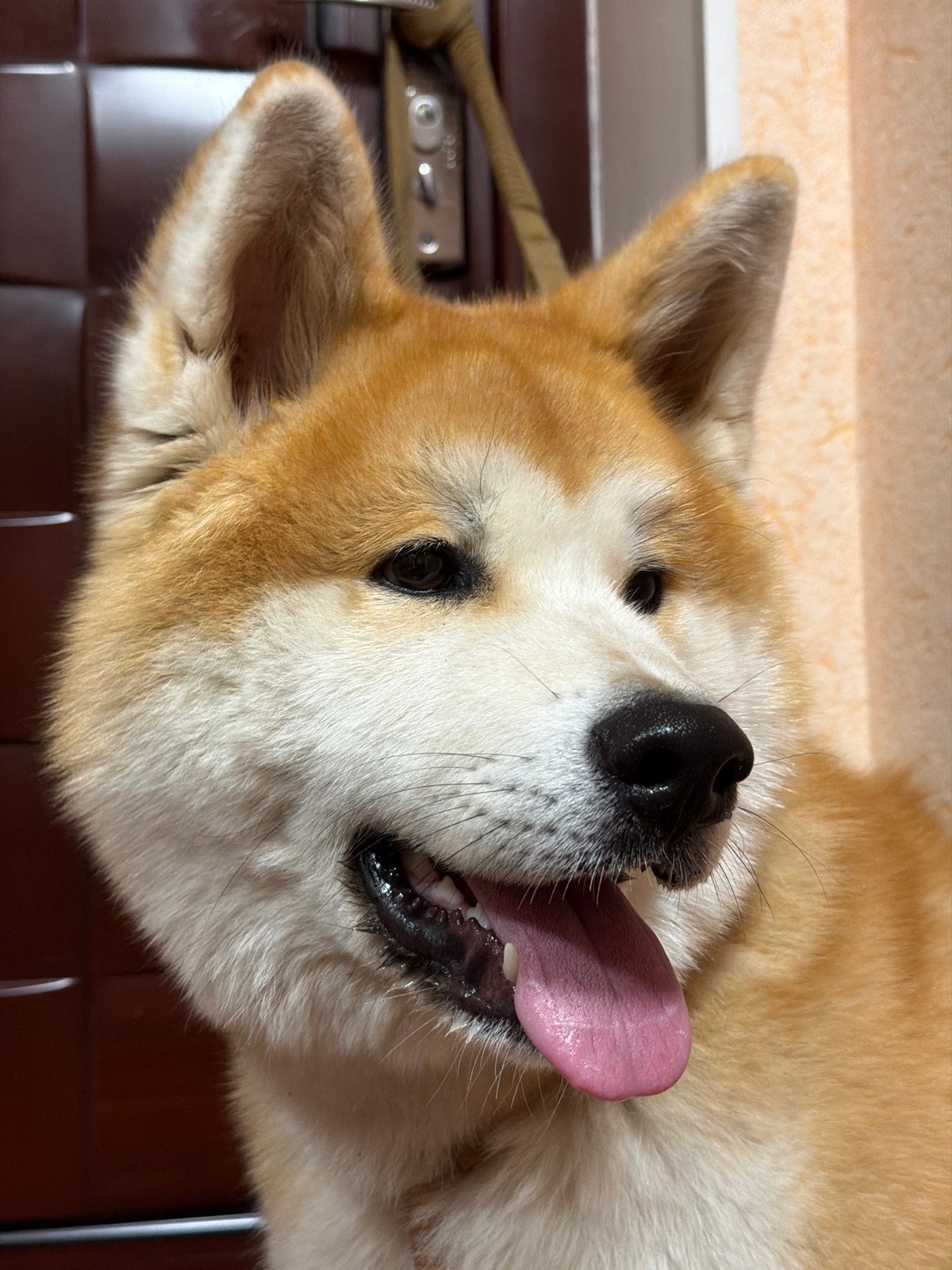 Rainy day in Chaikovsky: dogs, selfies, and wet umbrellas