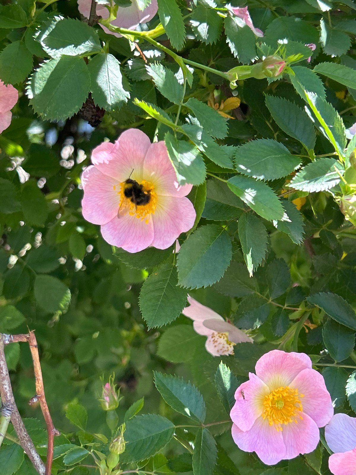 Bumblebee forages among wild roses in morning bloom