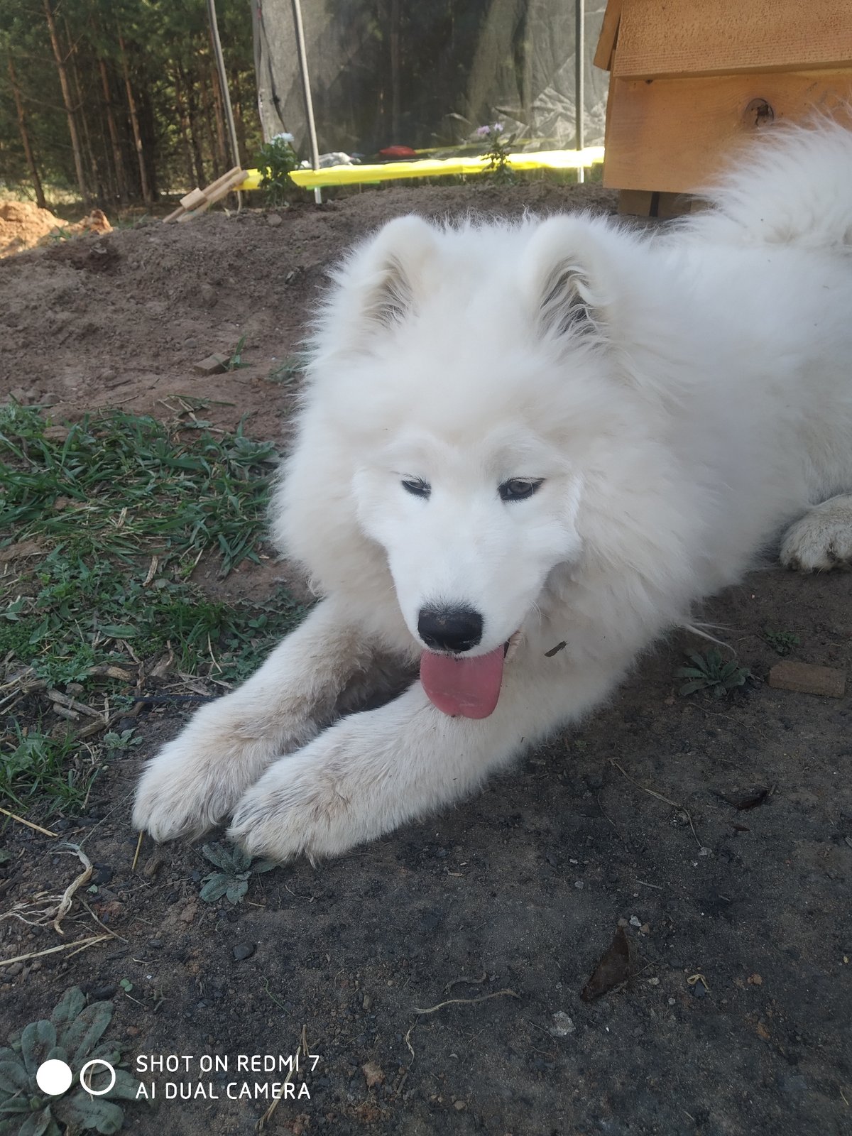 Backyard barbecue with Samoyed dog documented in Chaikovsky, Russia
