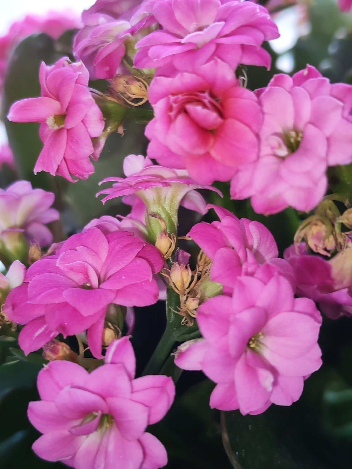 Izhevsk resident documents flowers and craft materials in morning session