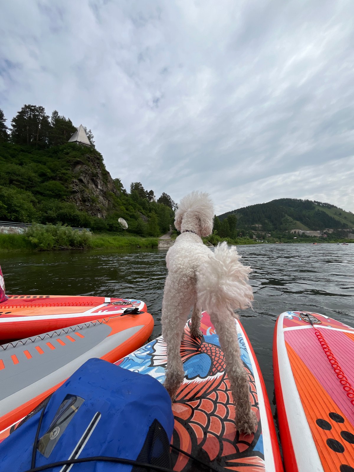 White poodle rides paddleboard with a group on a Russian river