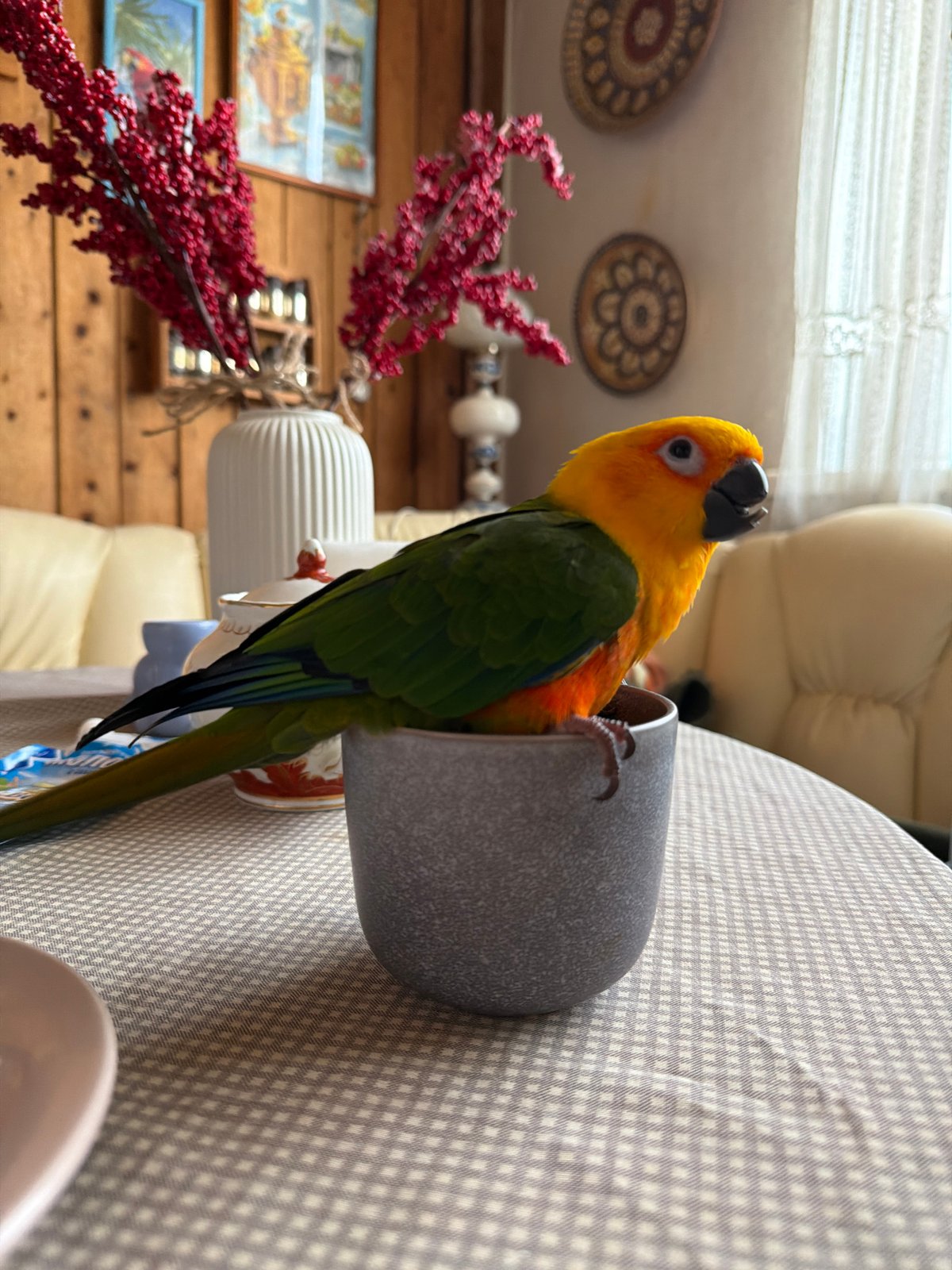 Morning domestic moments captured in Khimki: parrot, pancakes