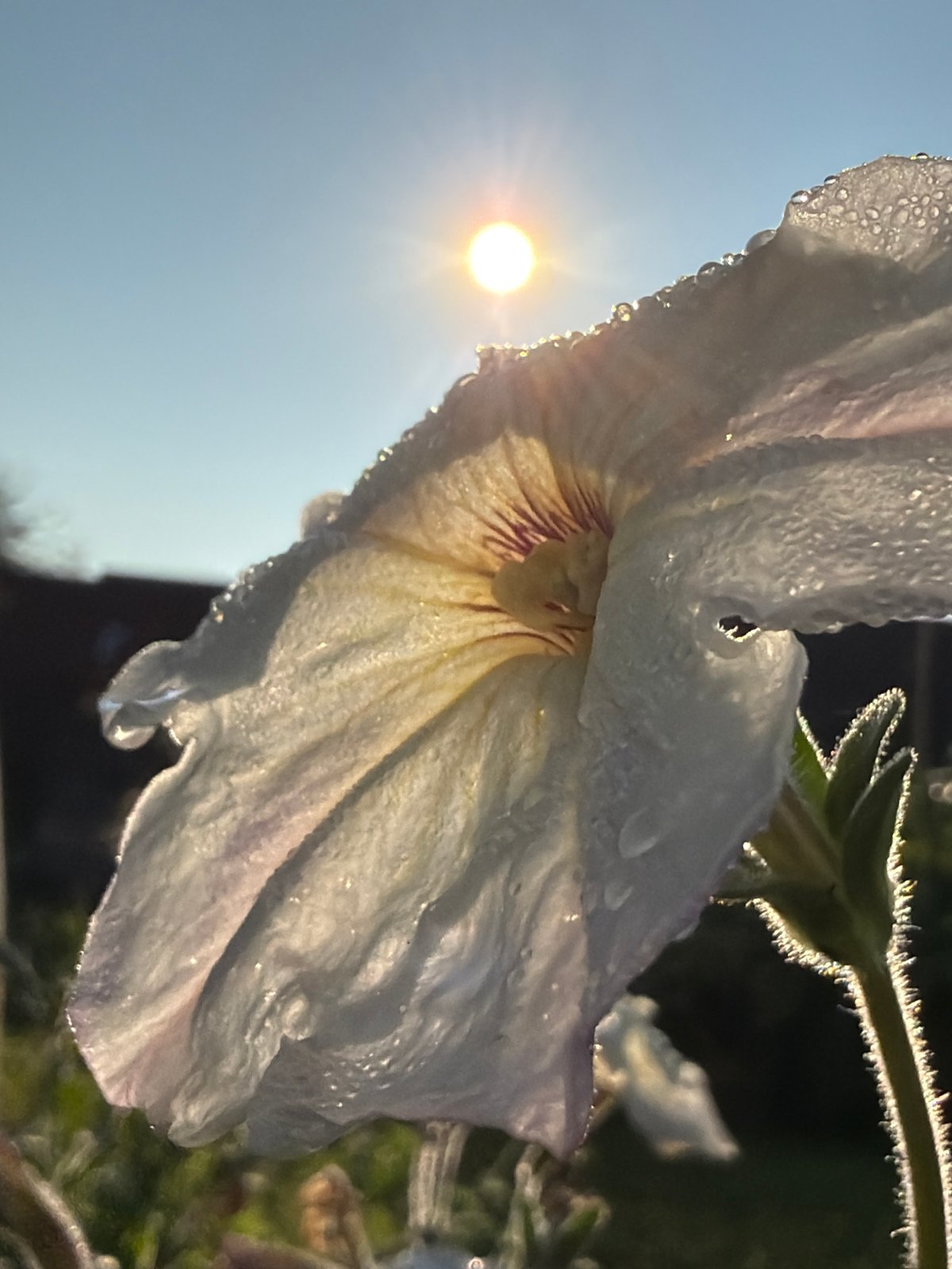 Morning tea and dewy garden flowers in Фоки, Russia