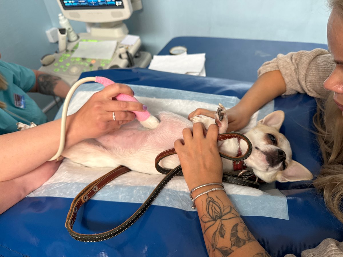 Chihuahua undergoes vet ultrasound, travels home in car