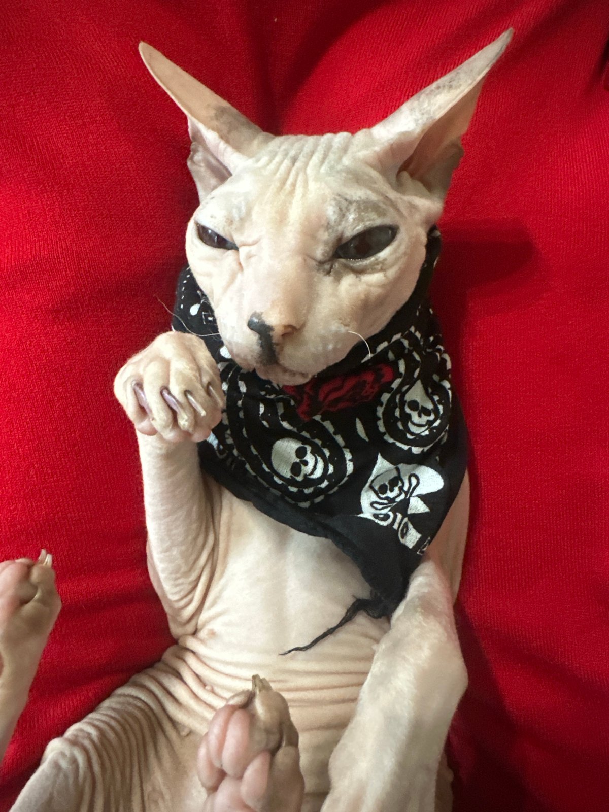 Sphynx cat in a bandana poses on a red surface