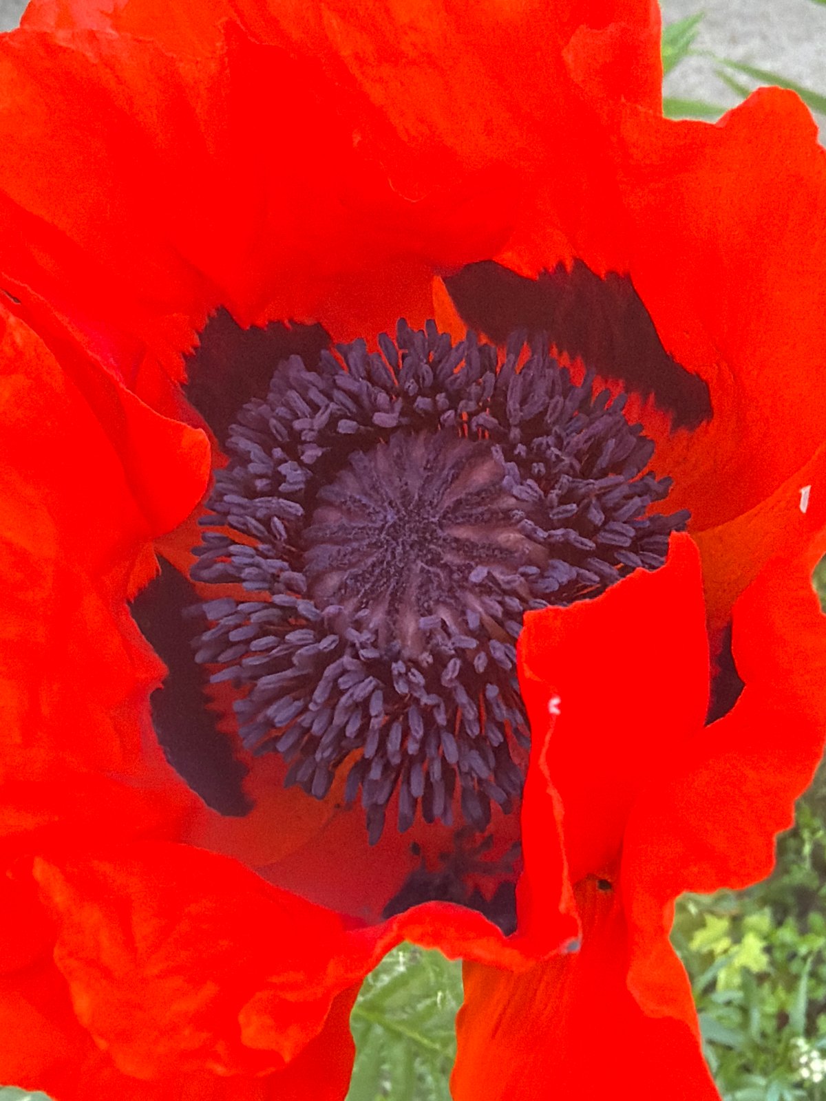 Red poppy flower observed in close-up, Imeni Sverdlova Russia