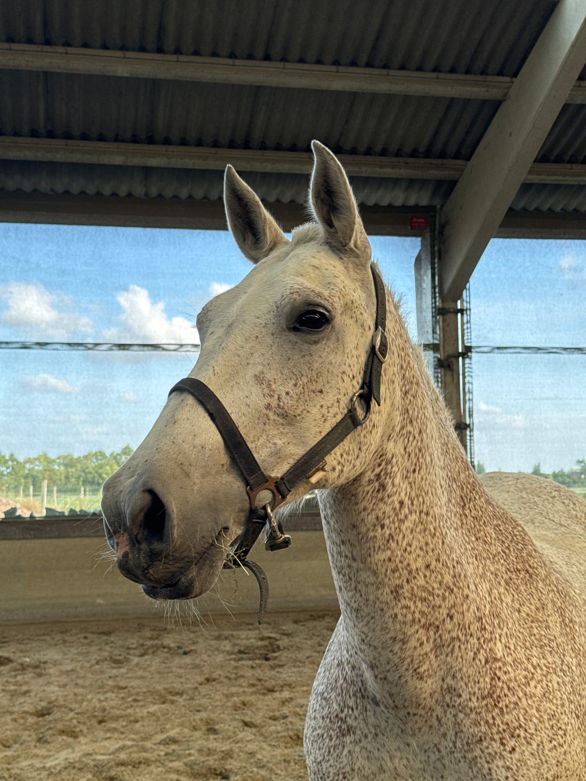 Haltered horses grazing and stabled in rural Estaimpuis