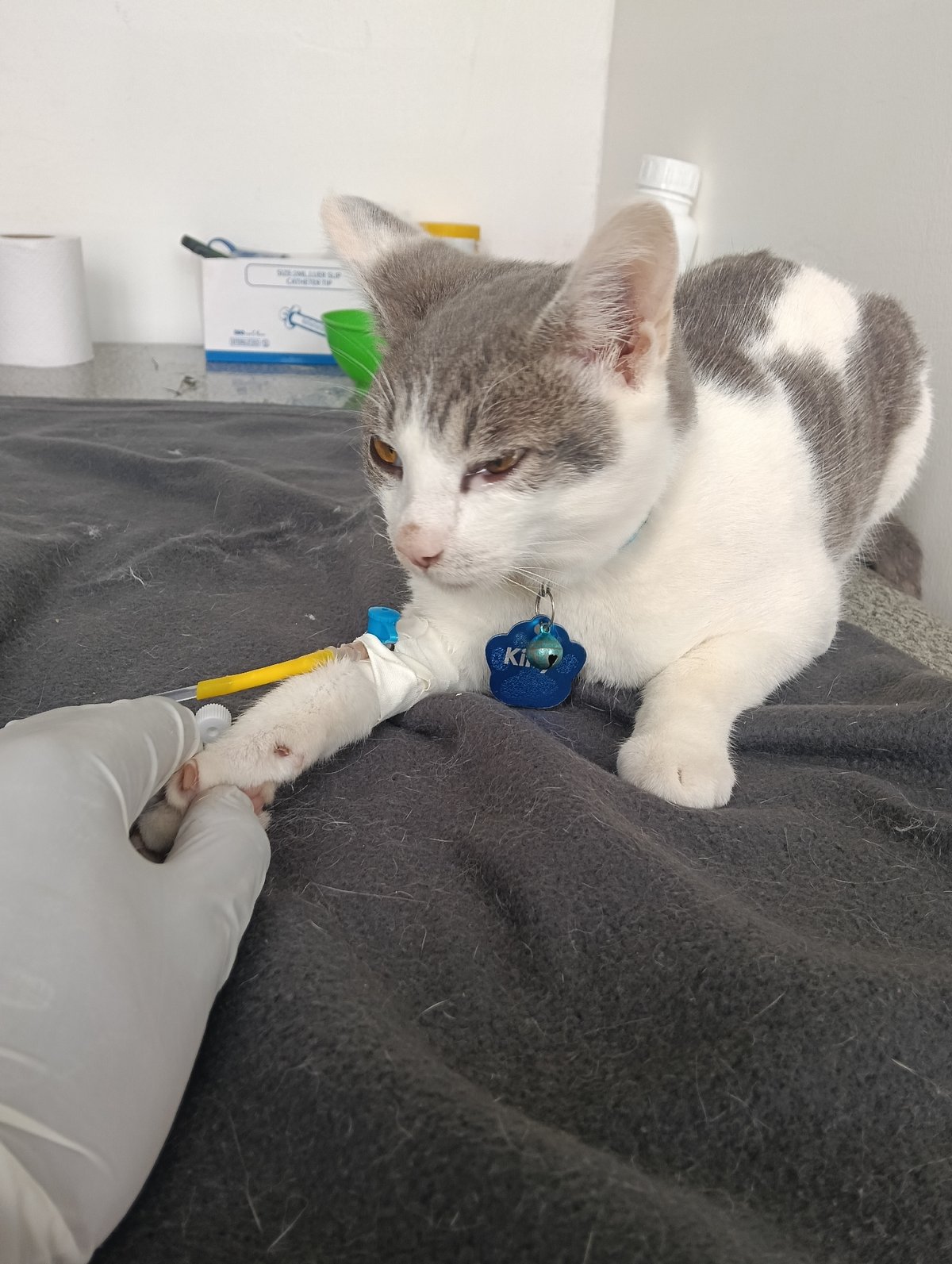 Cat receives medical treatment with catheter in Nairobi