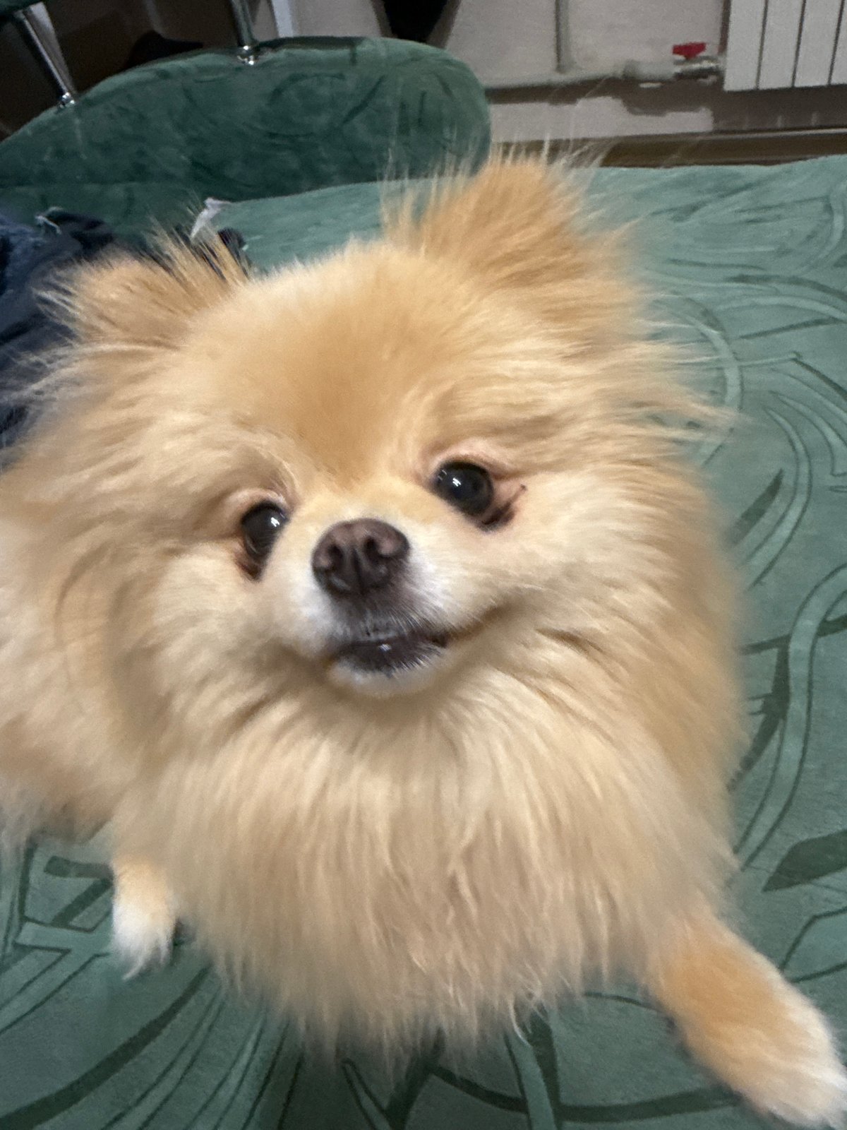 Lazy afternoon in with Pomeranians, plush pillows, and pet-themed everything