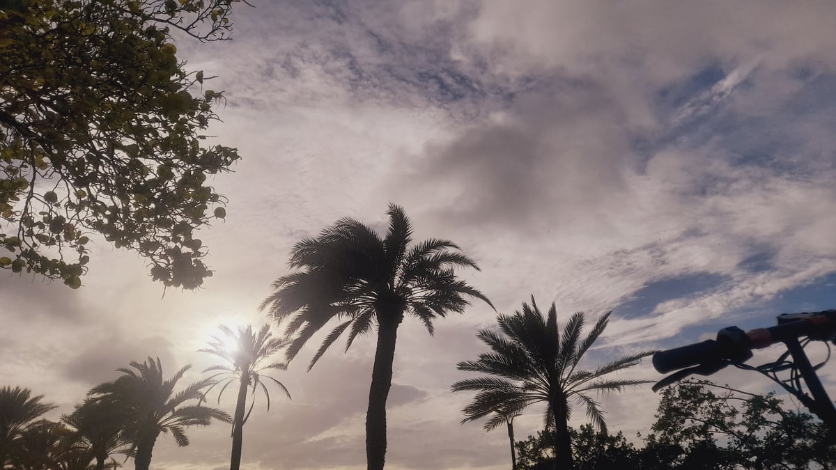 Evening scooter ride through the palm-lined coast of Pedro González