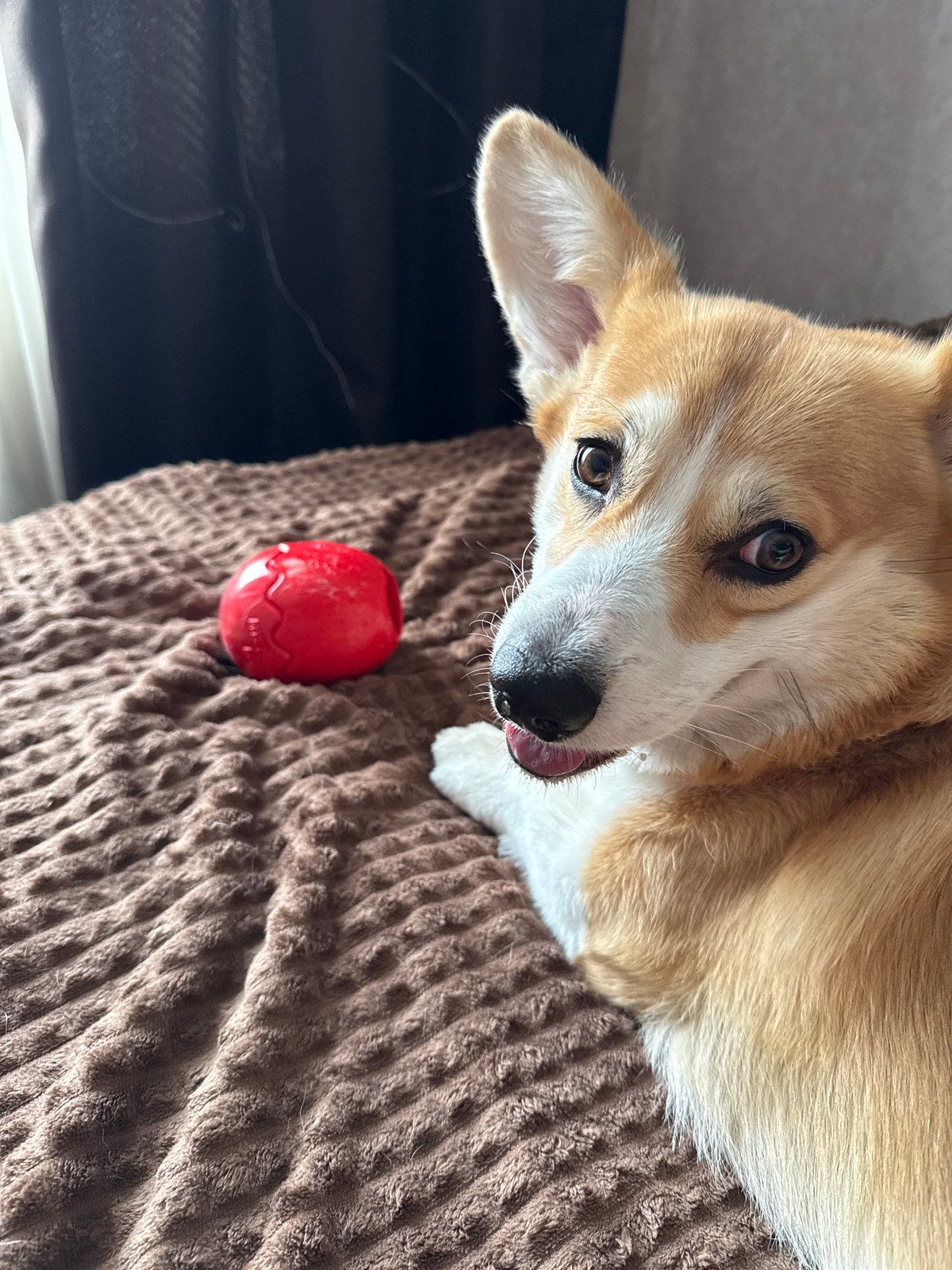Corgi plays with red ball on blanket in Borzya
