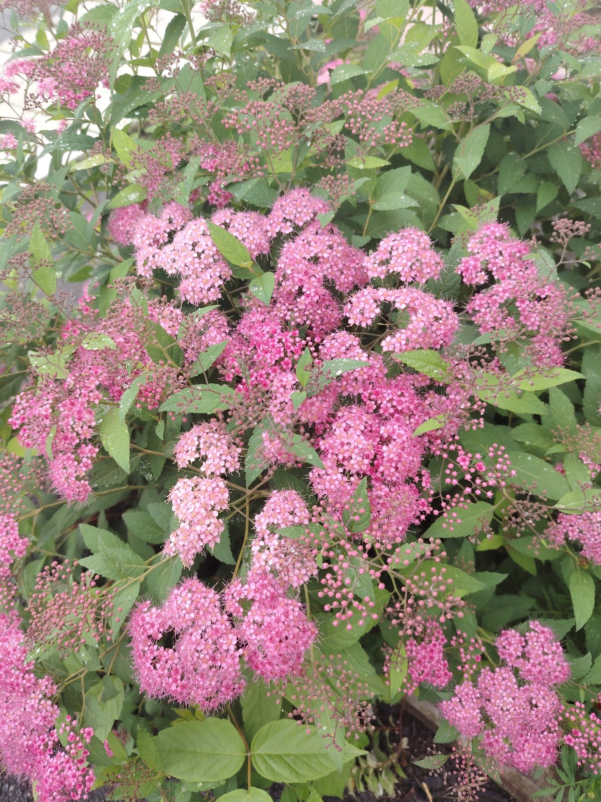 Flowers, memorials, and mining monuments in Bulanaш, Russia