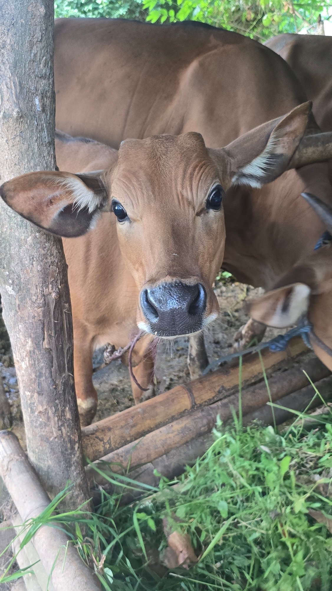 Morning farm life documented in rural Seririt, Indonesia