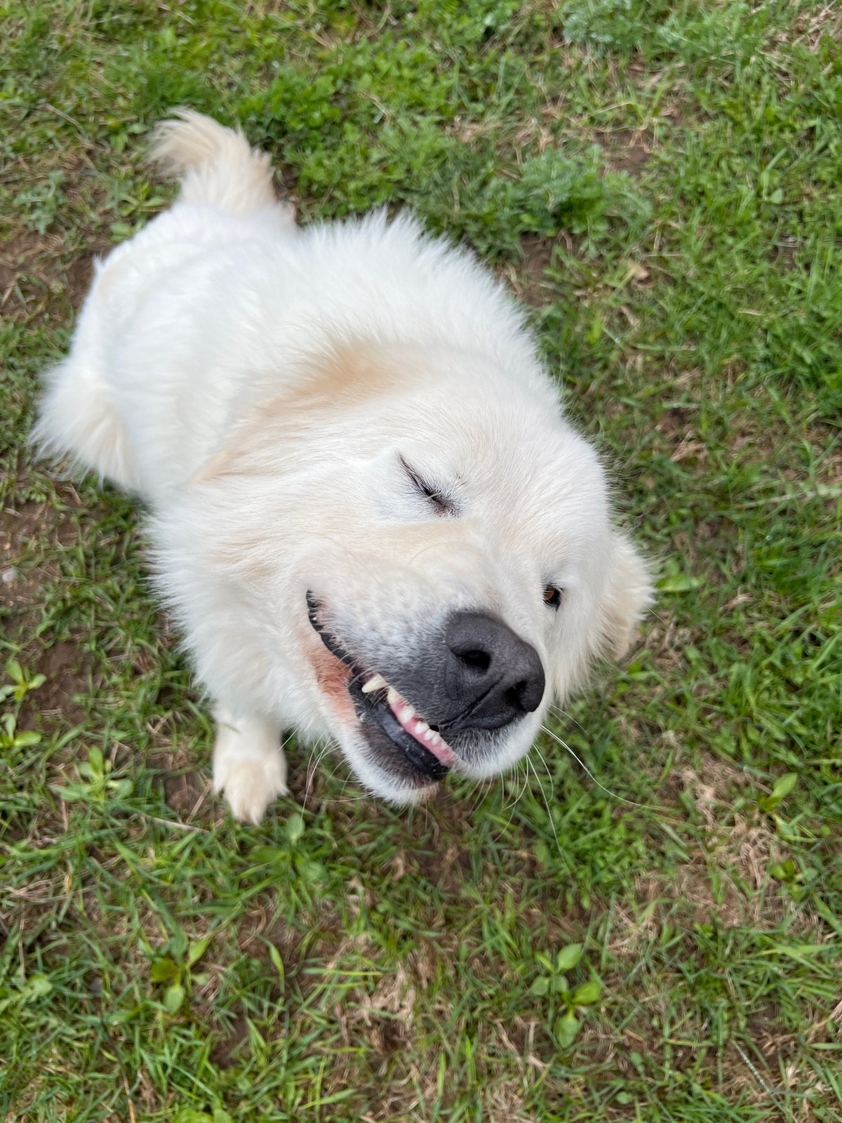 White dog enjoys morning grass time in Russian city