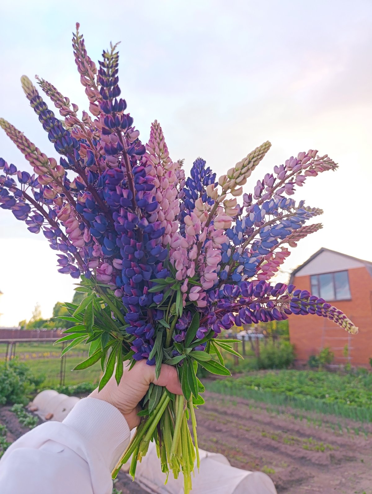 Woman gathers lupine bouquet in Russian village afternoon