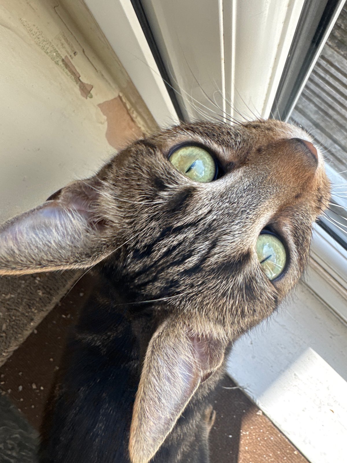 Tabby cat captured in quiet domestic moments in Desborough