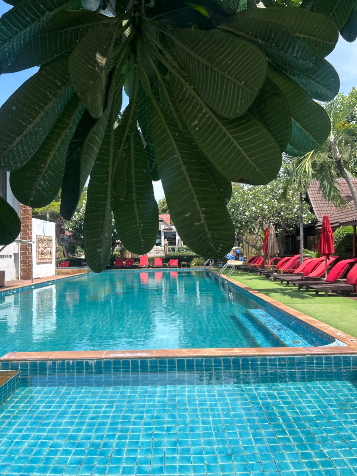 Poolside and frangipani blooms at a Ban Tai resort
