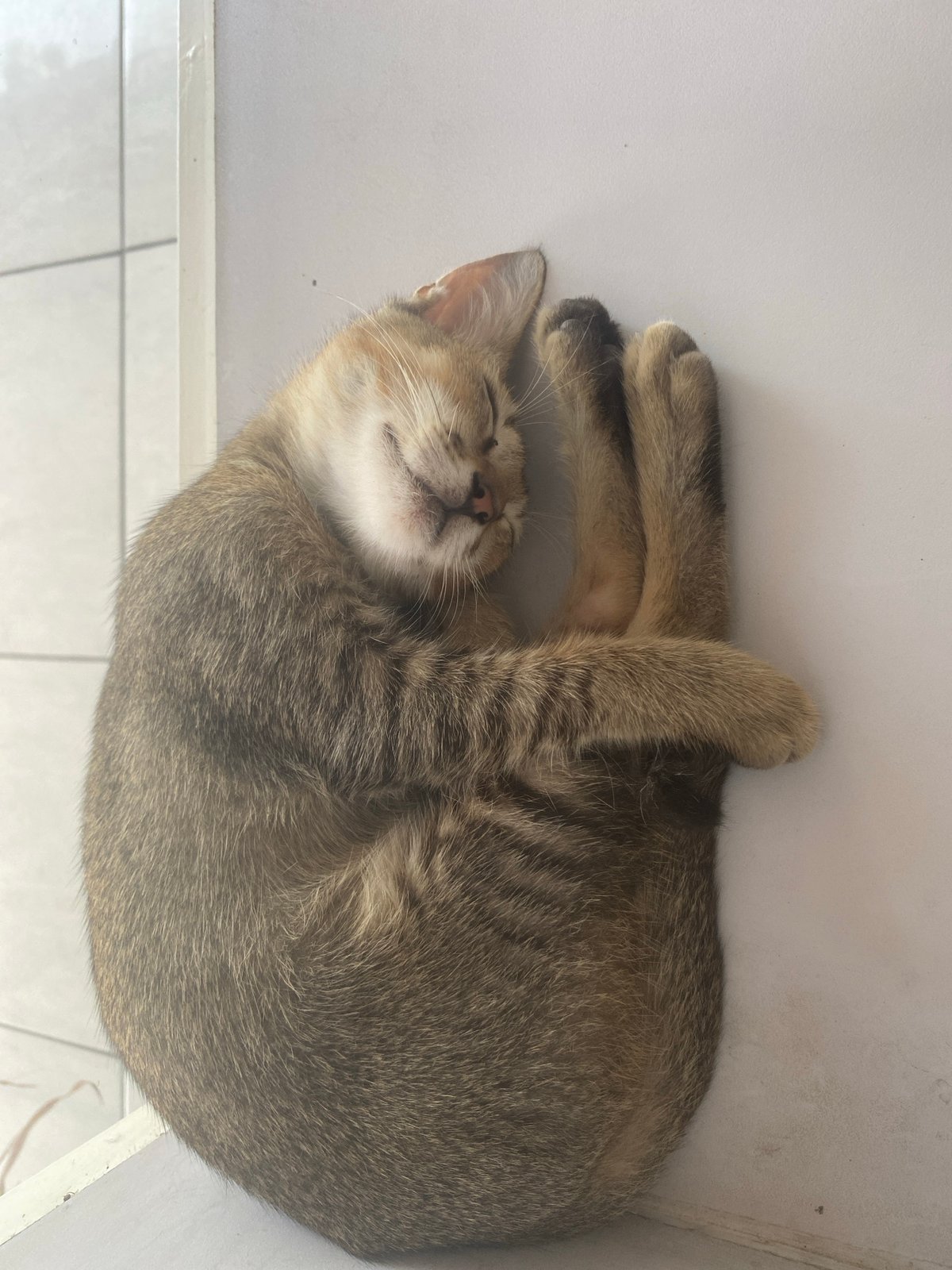 Lazy day mixing downtime, street scenes, and a sleeping cat