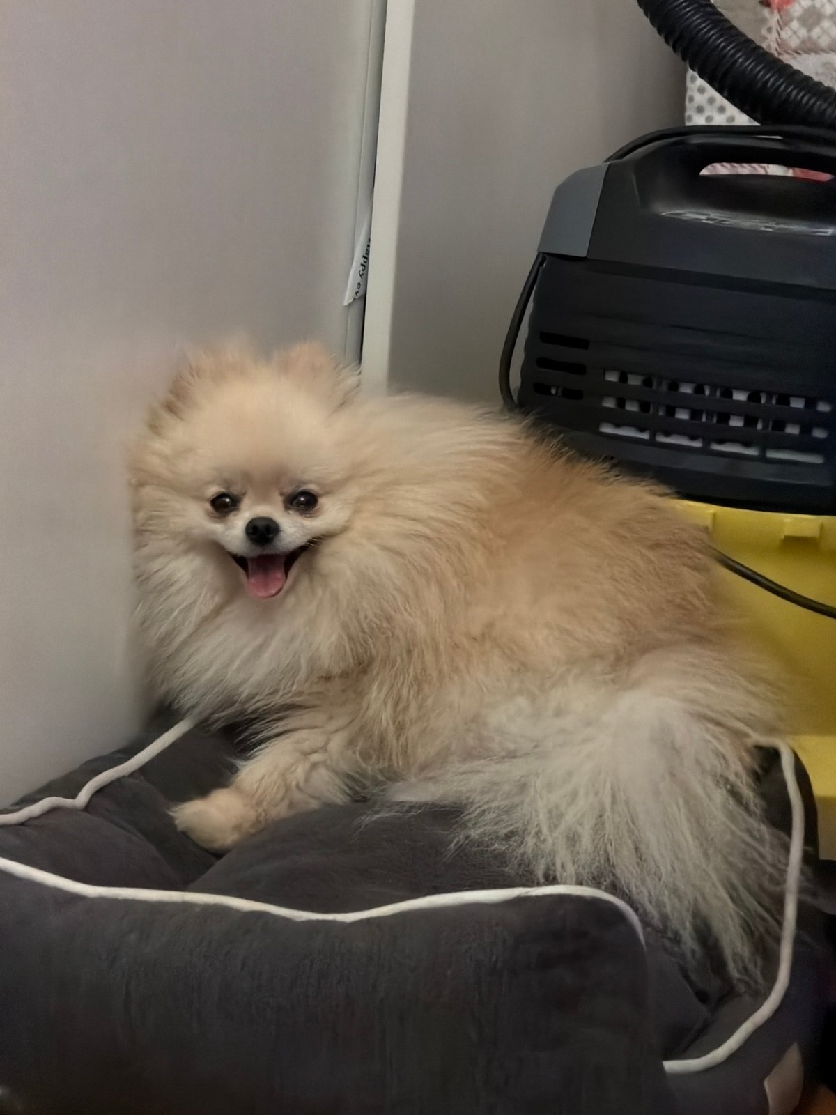 Pomeranian receives grooming session in Varna home