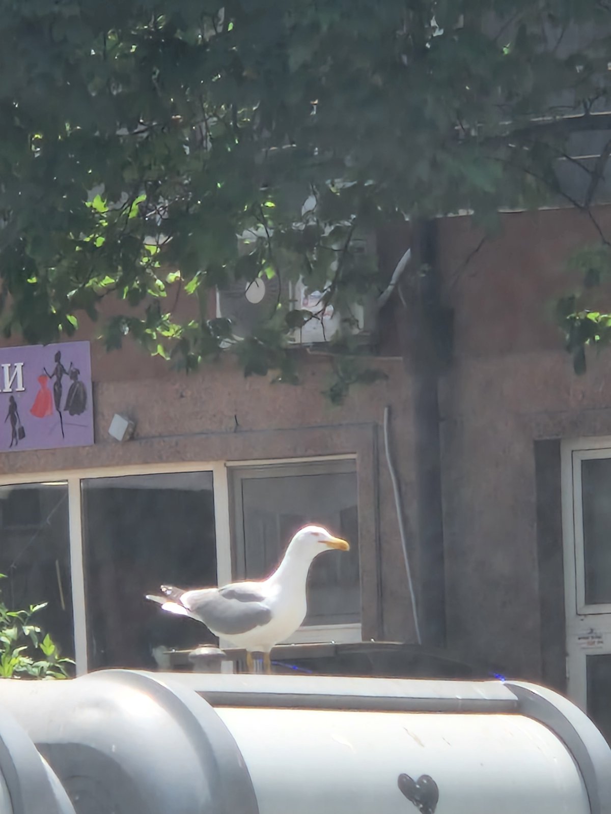 Urban scenes documented: decorative seagull, BMW interior, building exterior