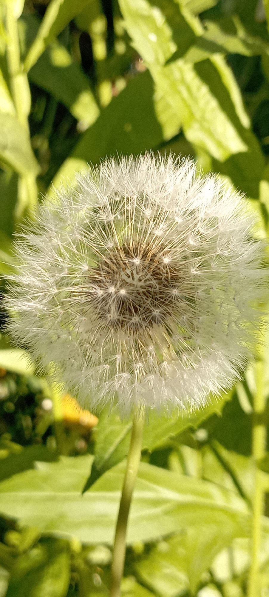 Midsummer wildflowers and insects up close in Radisne, Ukraine