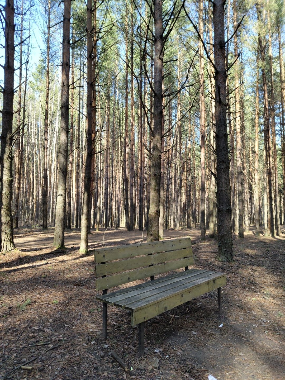 Morning forest walk documented in Chaikovsky, Russia pine woods