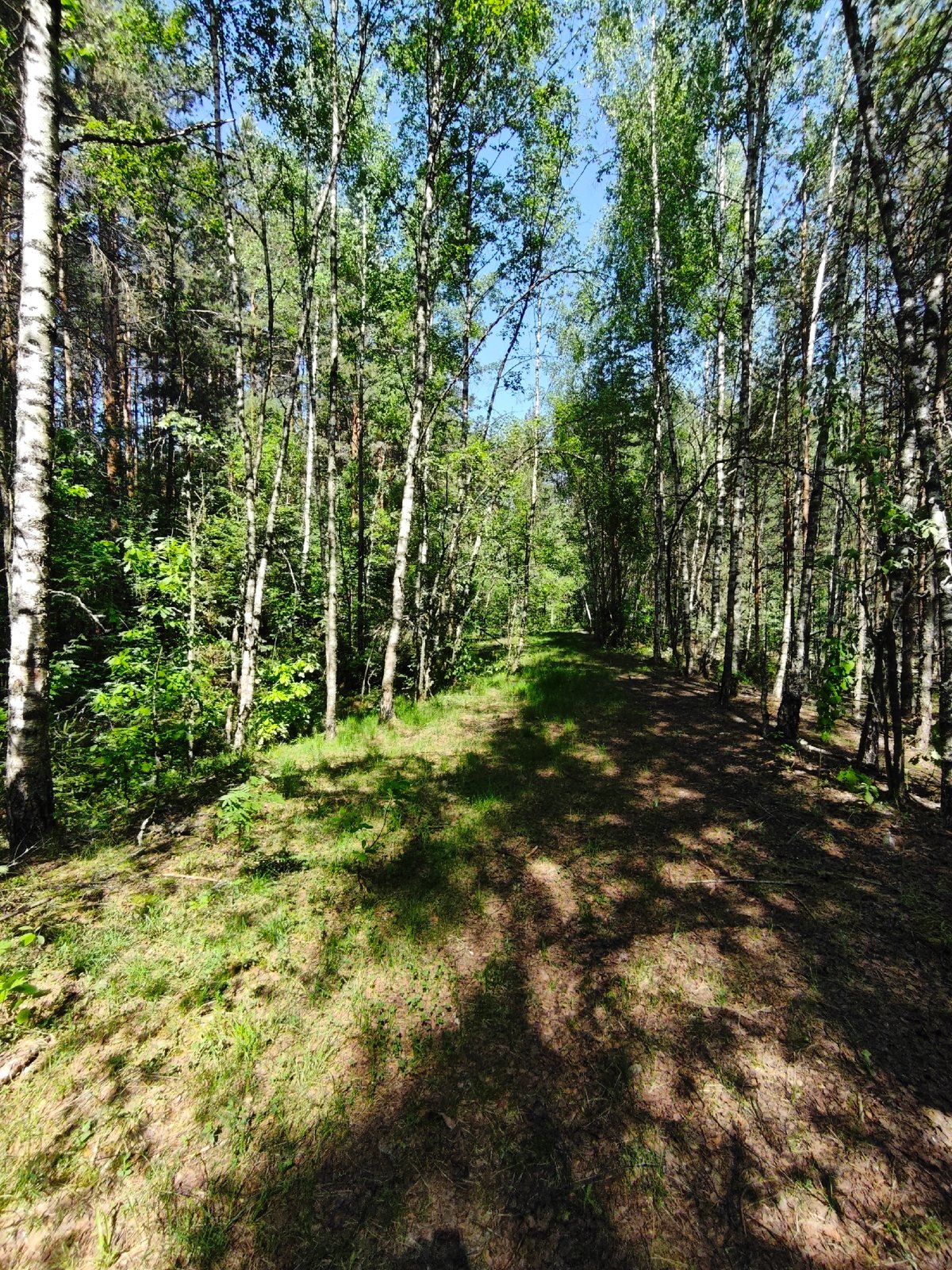 Morning forest walk documented in Боровково, Russia