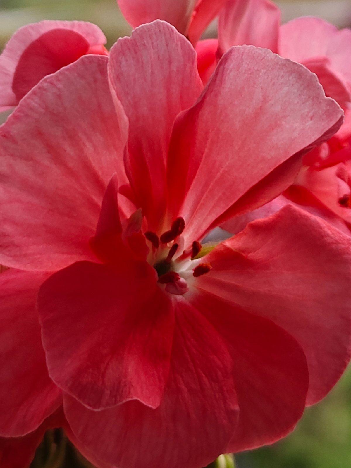 Evening photography session captures flowers and twilight landscape