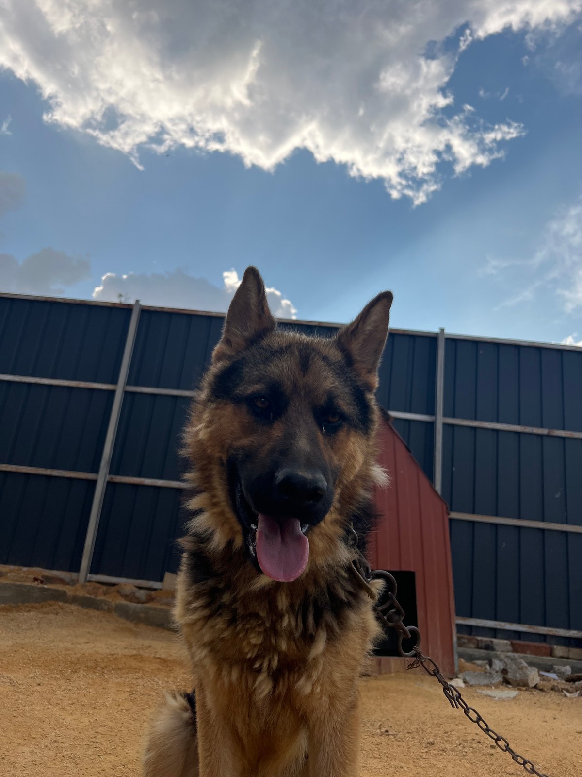 Chained German Shepherd resting on sandy ground in rural Ukraine