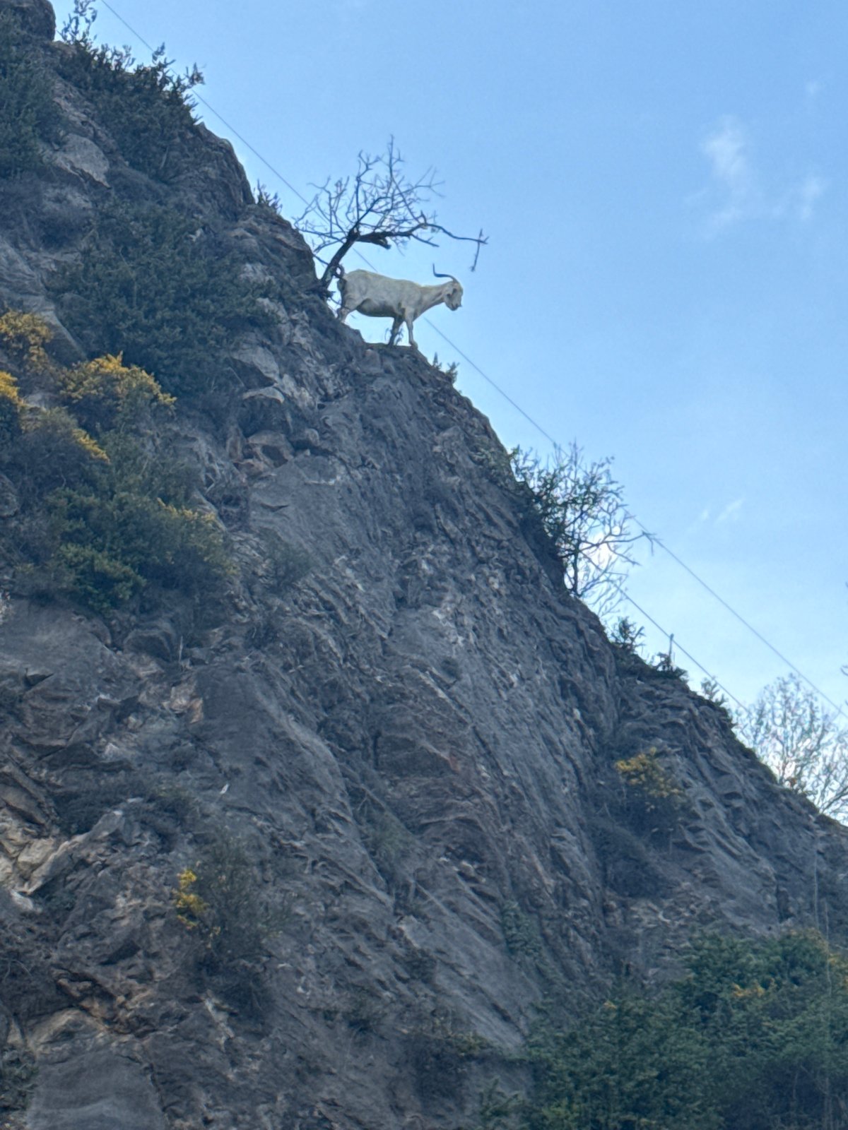 White goat figure spotted on cliff face in Spain