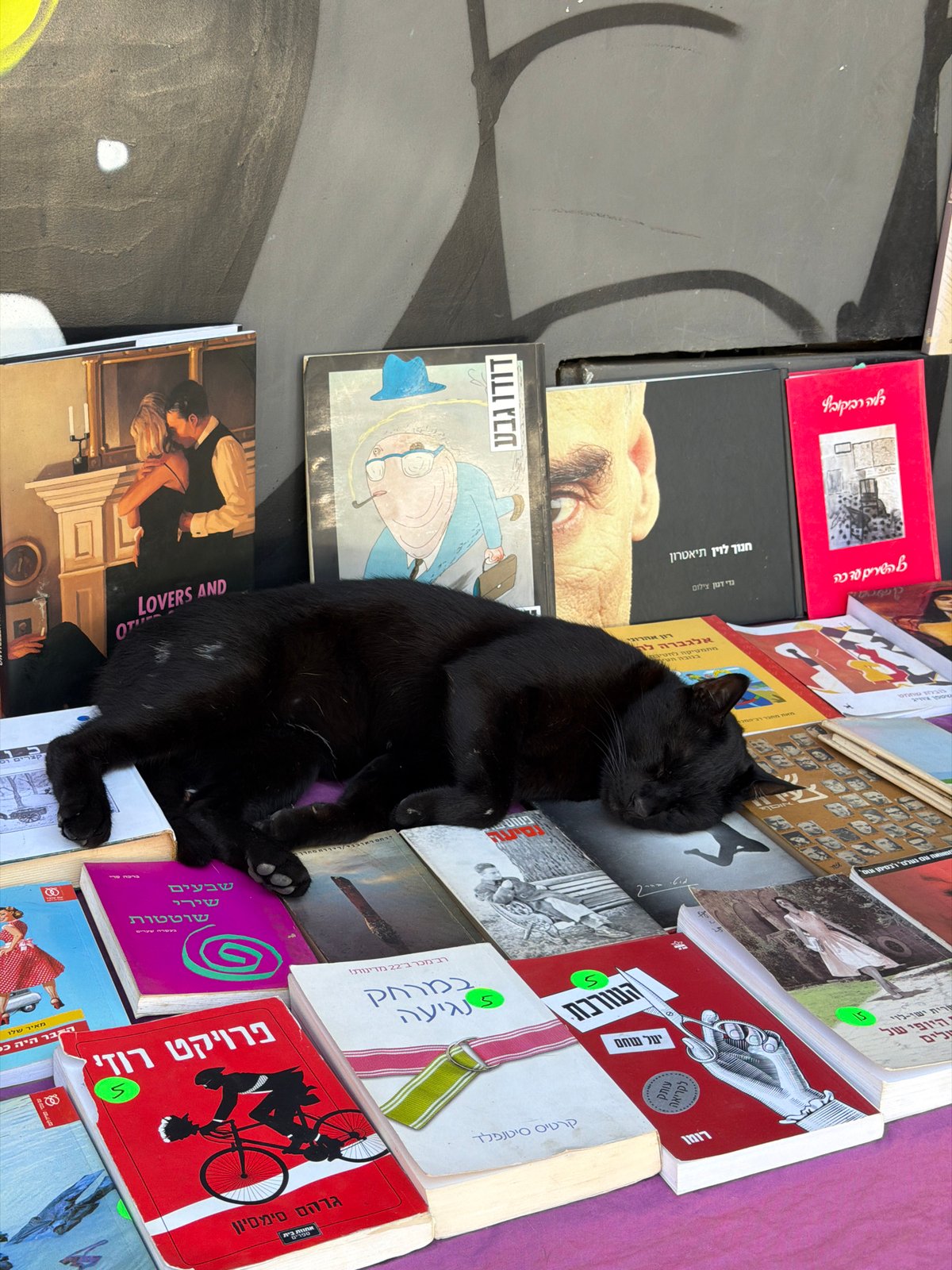 Street cat sleeps on books, coffee break in Tel Aviv