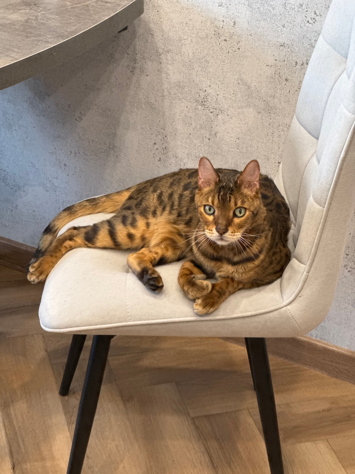 Afternoon with Bengal cat, strawberries, and street photography