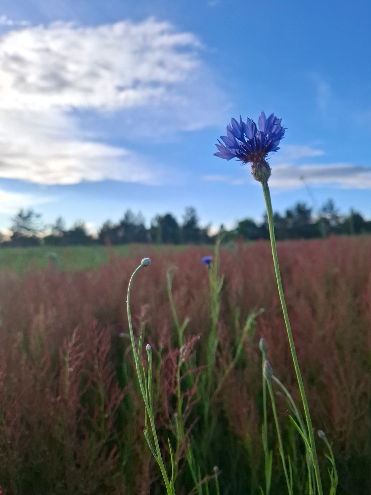 Spring wildflower bloom documented in rural Russia fields