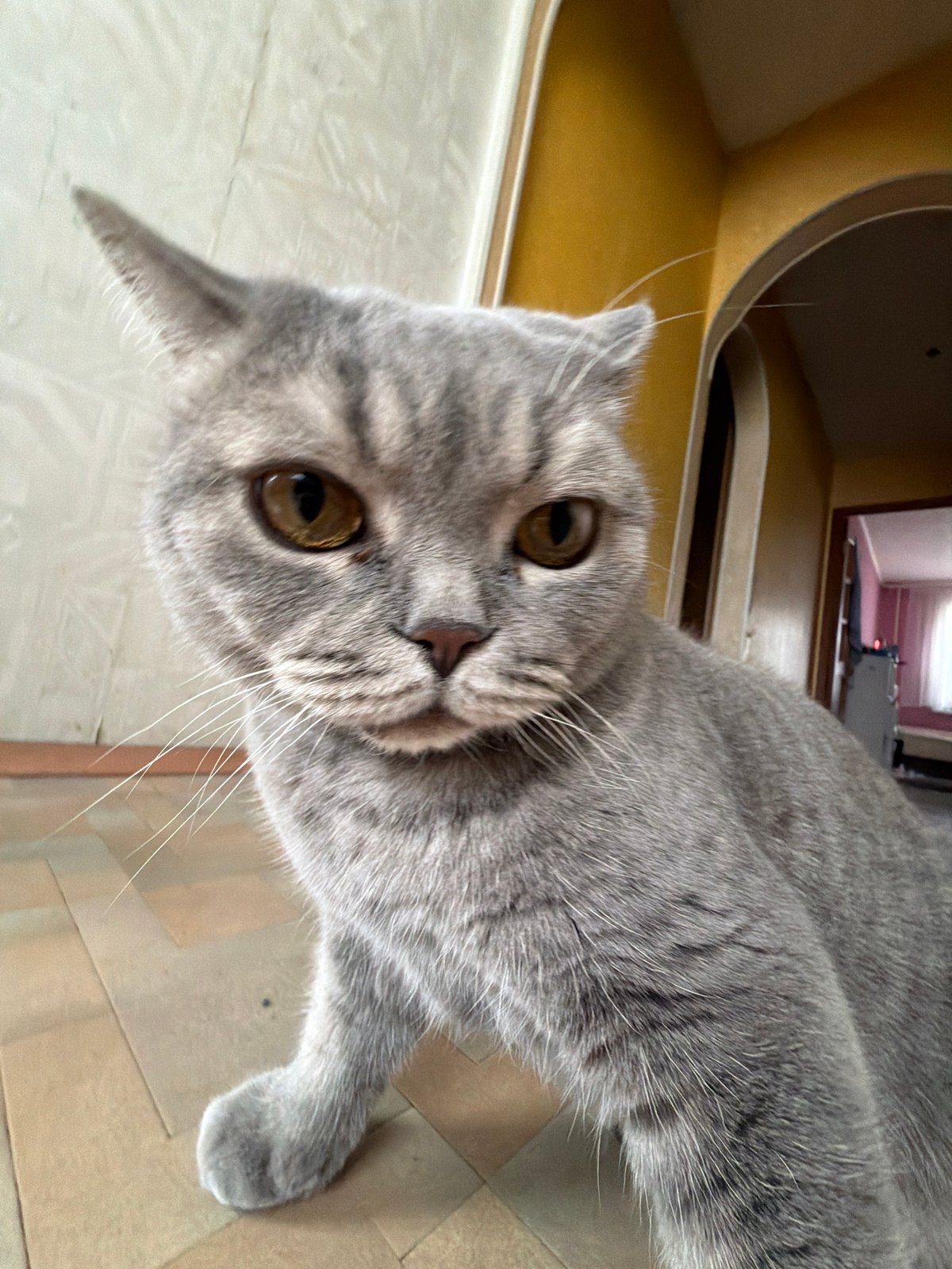 Domestic cat and flower arrangements documented in Perm home
