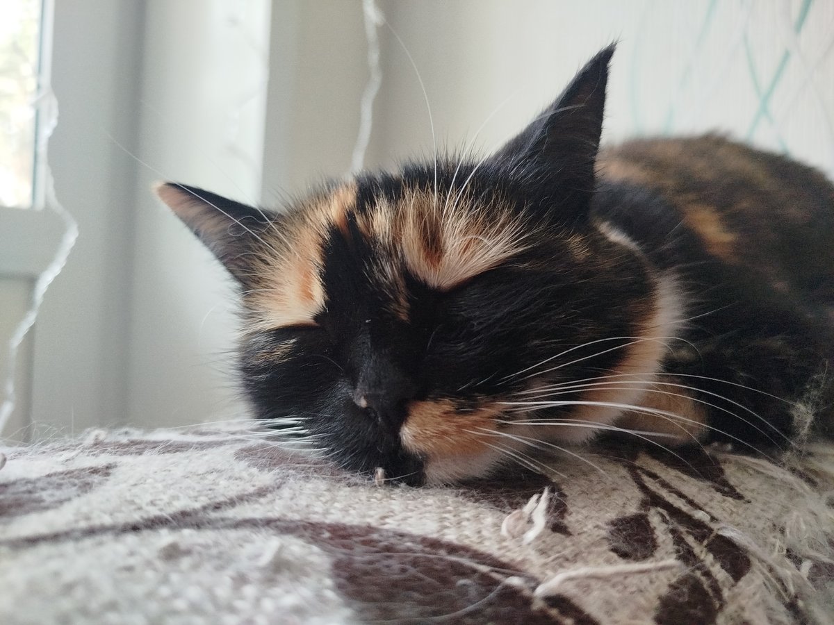 Cats napping at home alongside a fresh peony bouquet