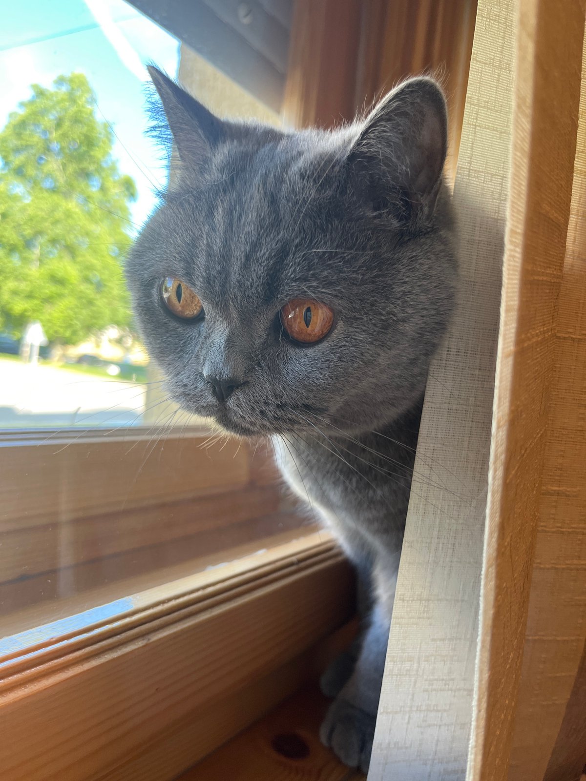 Gray cat's lazy afternoon by the window