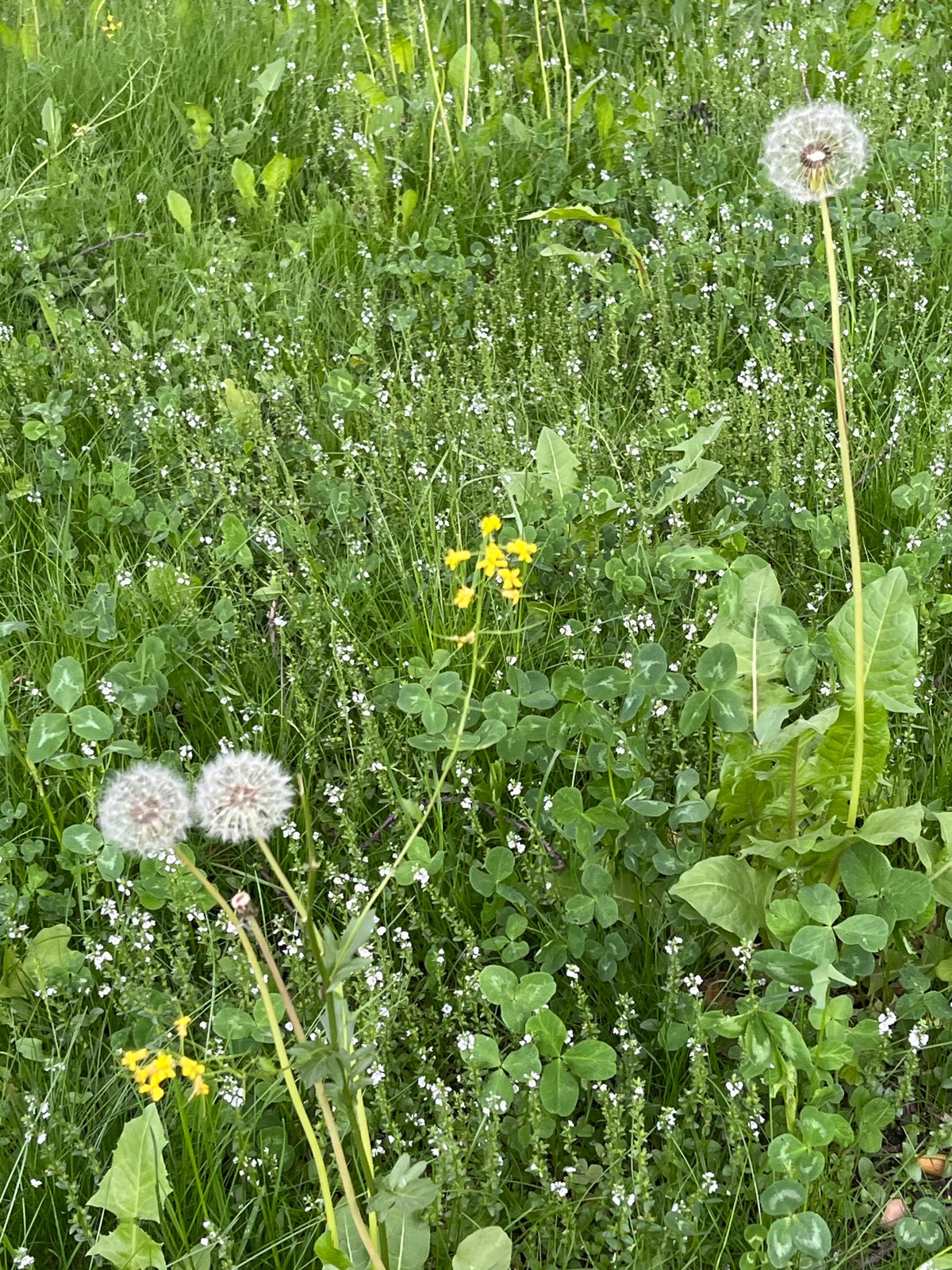 Spring growth documented in Saint Petersburg park vegetation