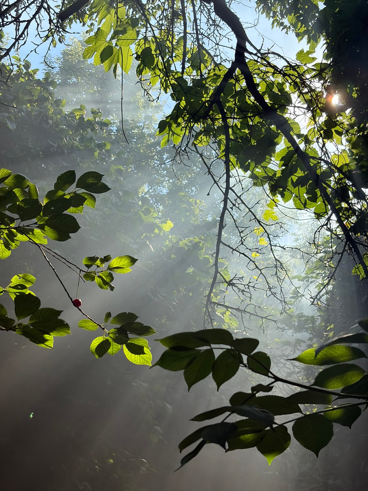 Upward view through a sunlit green tree canopy