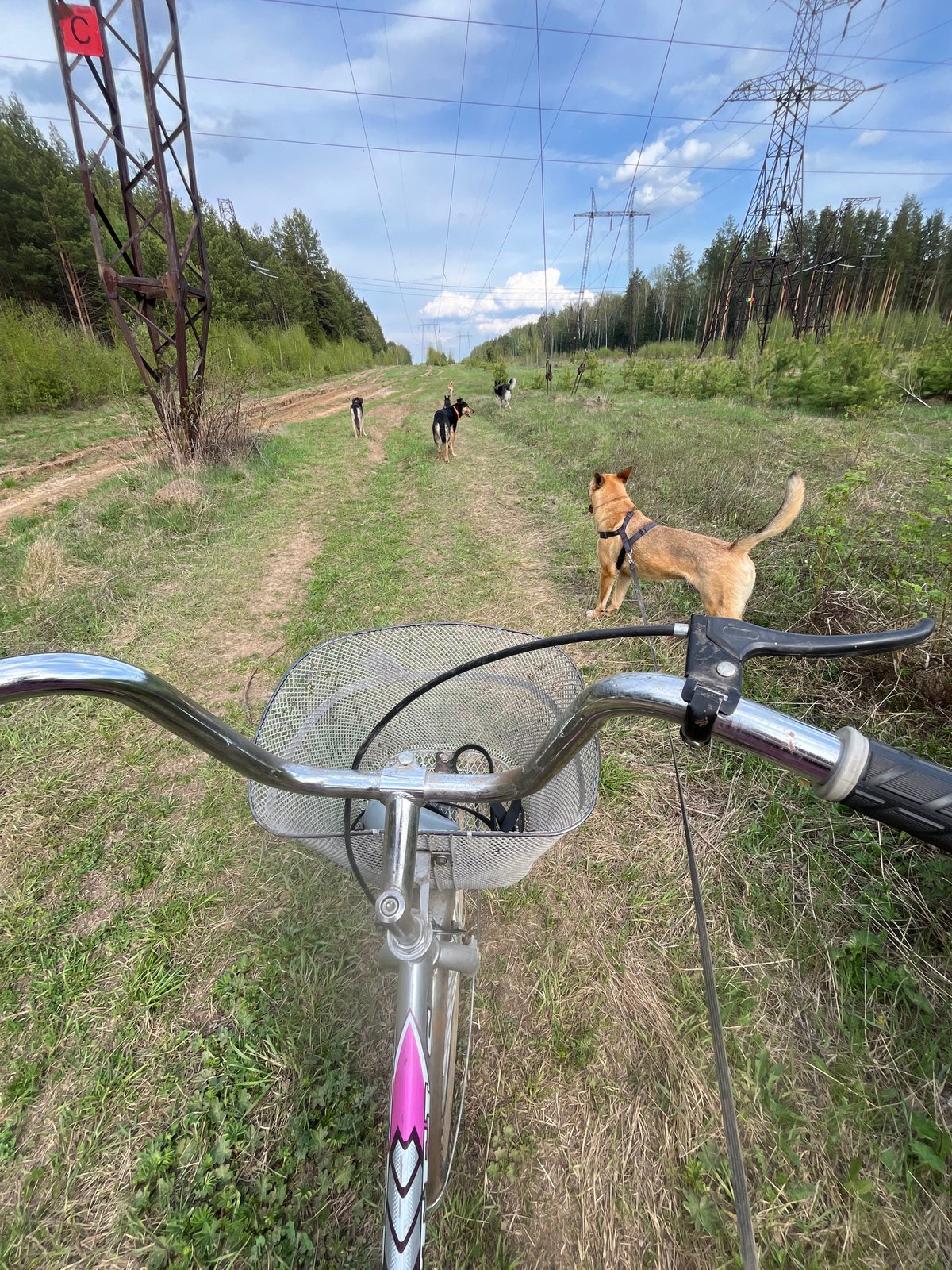 Cyclist takes dogs on rural bike ride in Nizhny Tagil