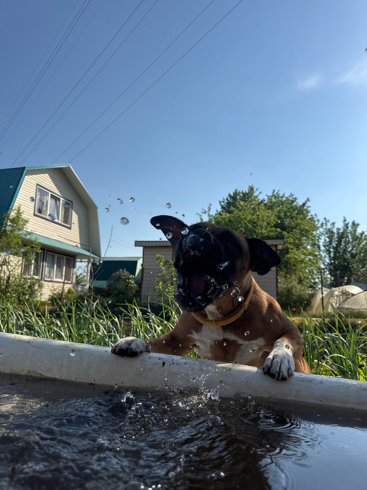 Boxer dog cools off in trough during yard work in Chaikovsky