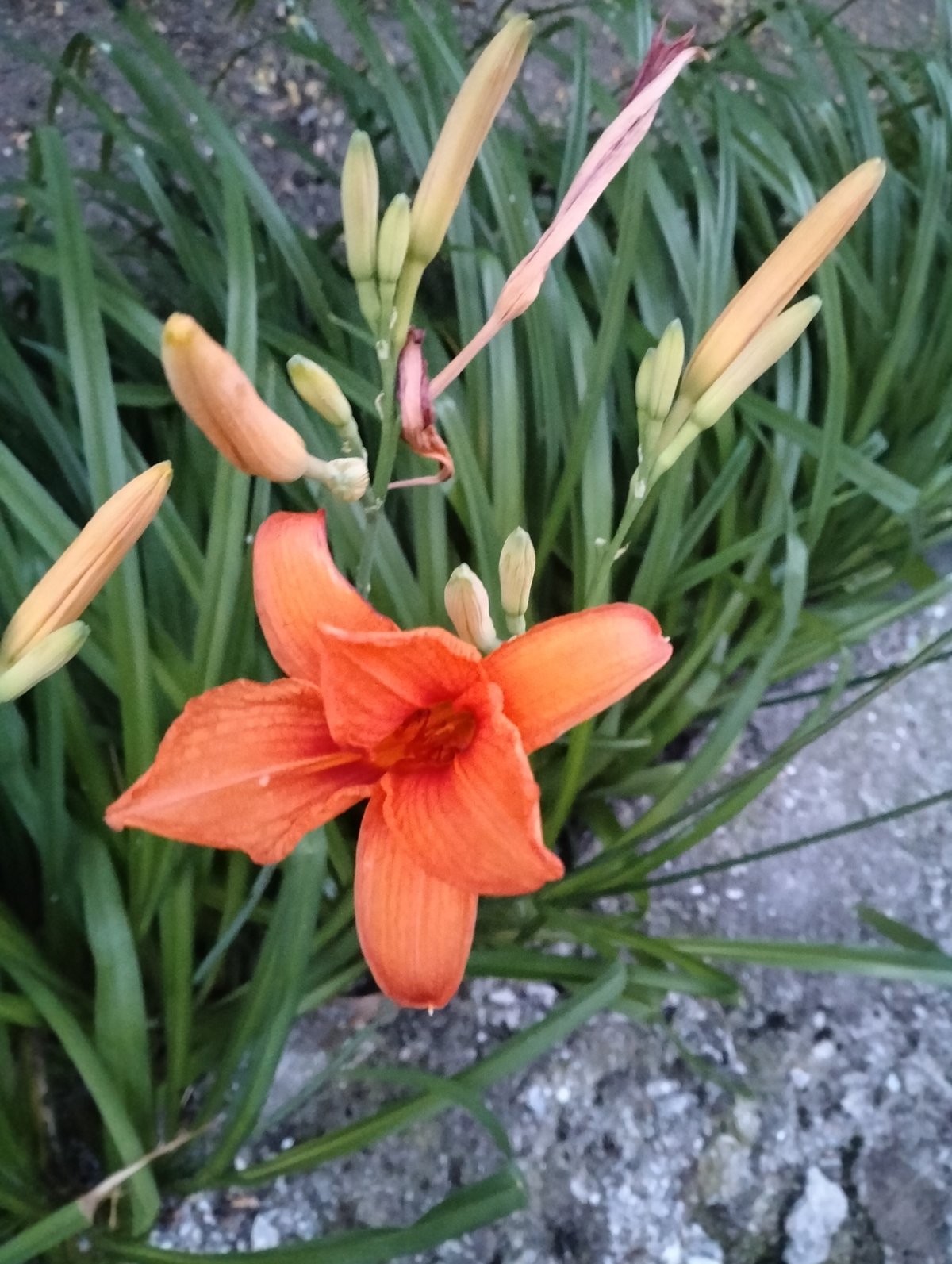 Summer evening in a Kairy garden, flora and village life