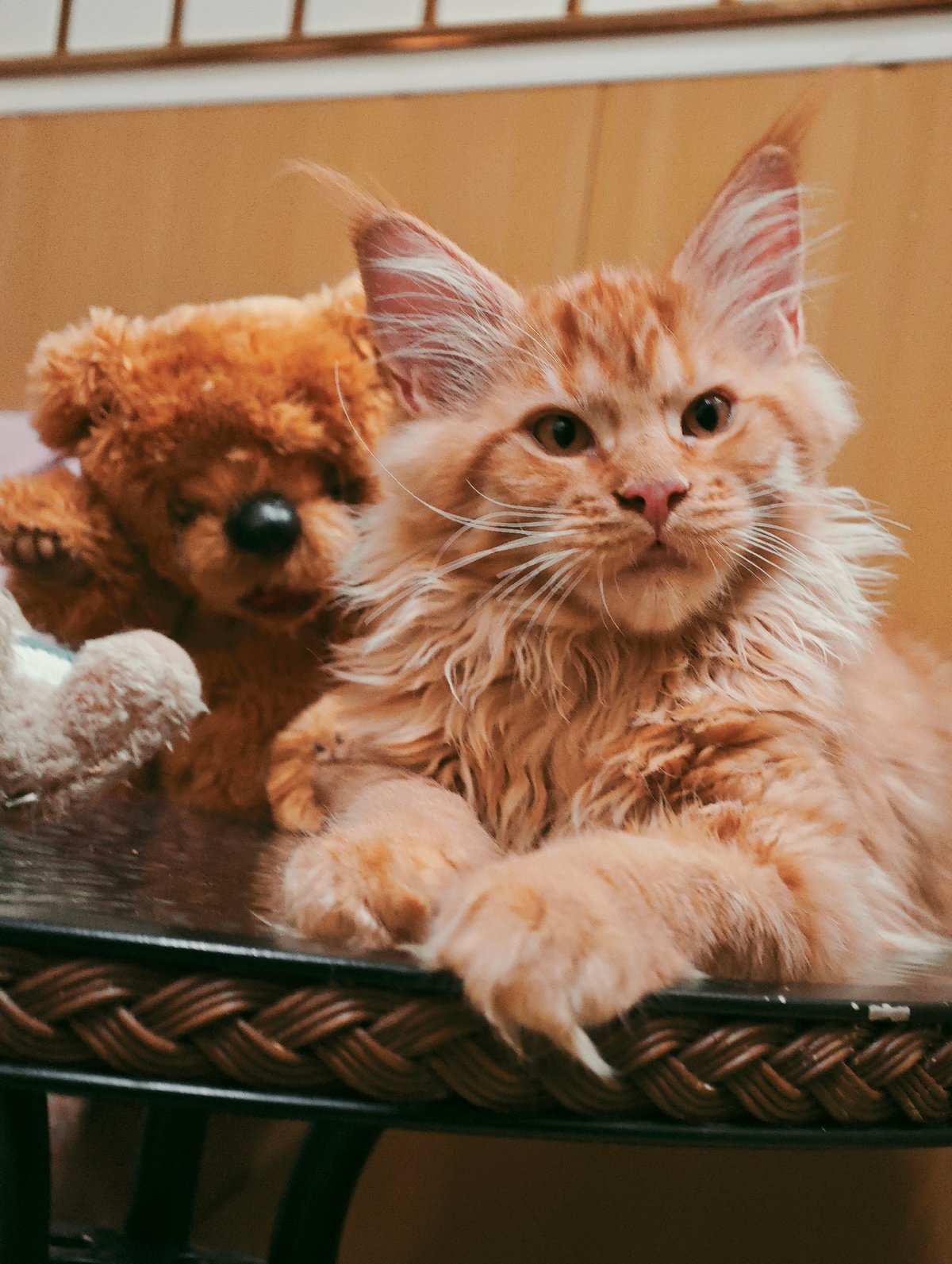 Ginger Maine Coons at play in a Abakan living room